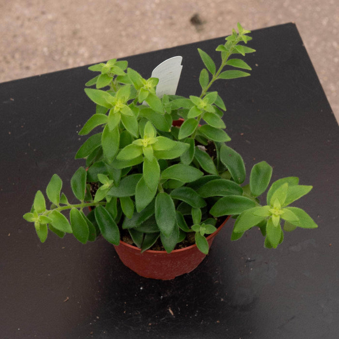 Gabriella Plants Epiphyte Lipstick Aeschynanthus radicans 'Curly'