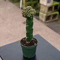 Gabriella Plants Succulent/Cactus 4" Mammillaria bocasana 'Fred'
