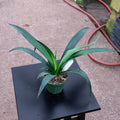 Gabriella Plants Succulent/Cactus Mangave ‘Jaguar’