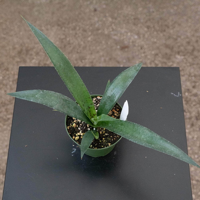 Gabriella Plants Succulent/Cactus Mangave ‘Jaguar’