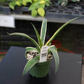 Gabriella Plants Mangave 4" Mangave “Kaleidoscope’