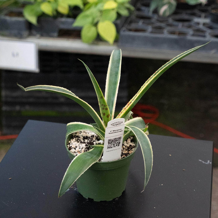 Gabriella Plants Mangave 4" Mangave “Kaleidoscope’