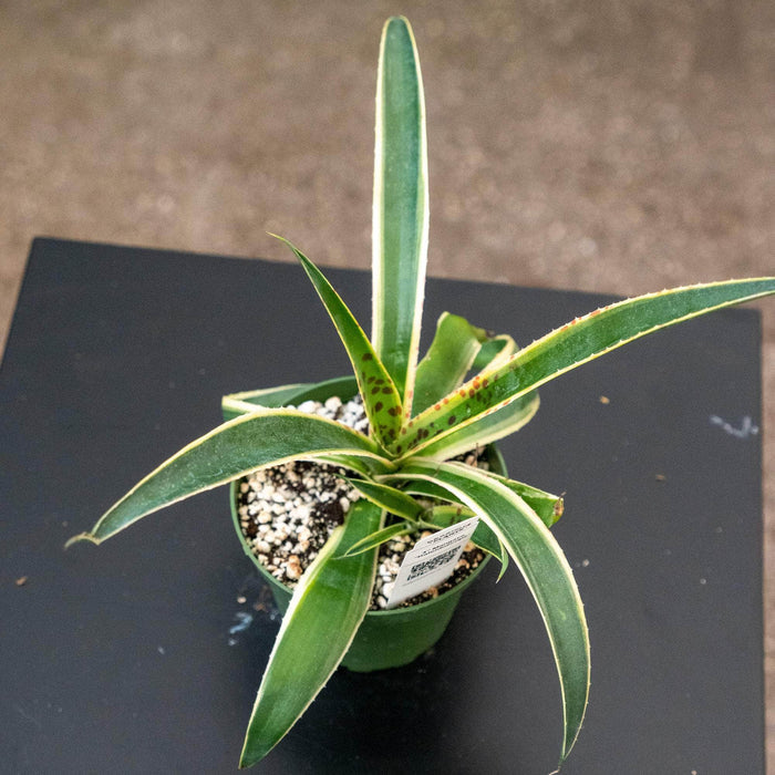 Gabriella Plants Mangave 4" Mangave “Kaleidoscope’