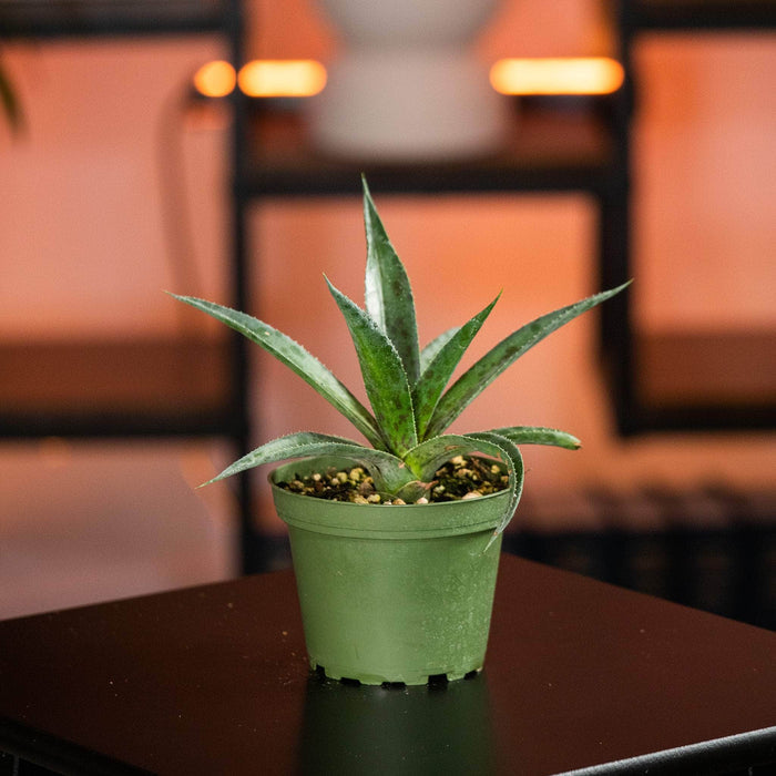 Gabriella Plants Succulent 4" Mangave 'Pineapple Express'