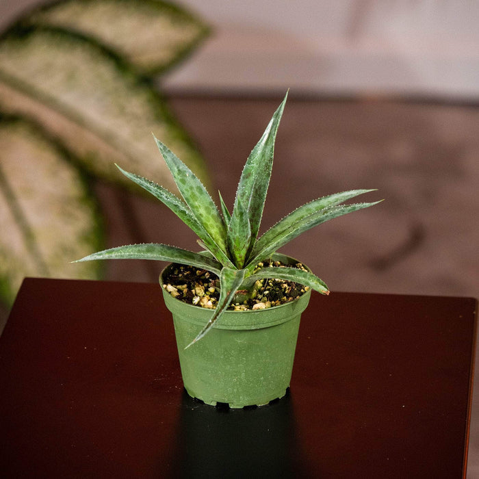Gabriella Plants Succulent 4" Mangave 'Pineapple Express'