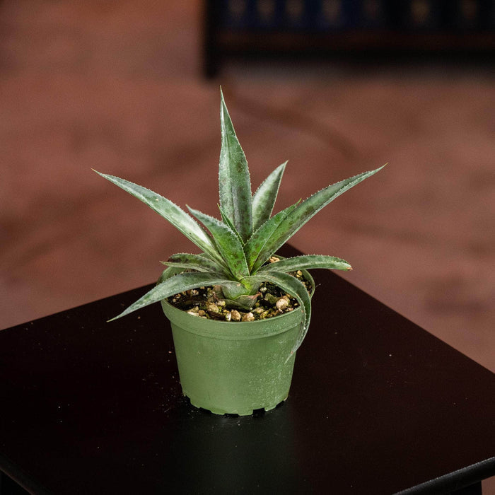 Gabriella Plants Succulent 4" Mangave 'Pineapple Express'