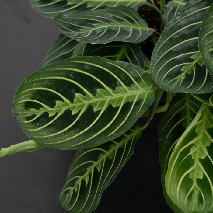 Gabriella Plants Calathea 4" Maranta leuconeura "Lemon Maranta"