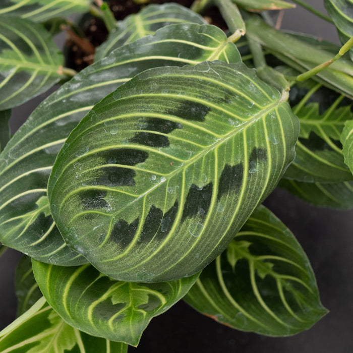 Gabriella Plants Calathea 4" Maranta leuconeura "Lemon Maranta"