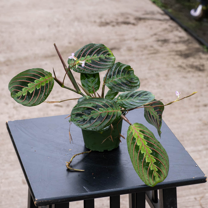 Gabriella Plants Other 4" Maranta leuconeura ‘Red Maranta’