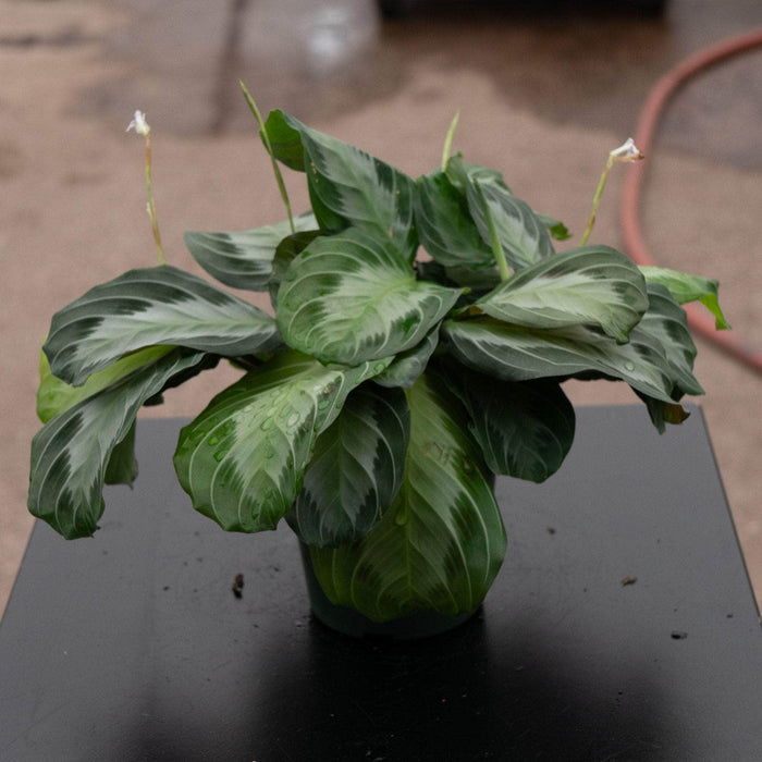 Gabriella Plants Marantaceae 4" Maranta leuconeura 'Silver Band'