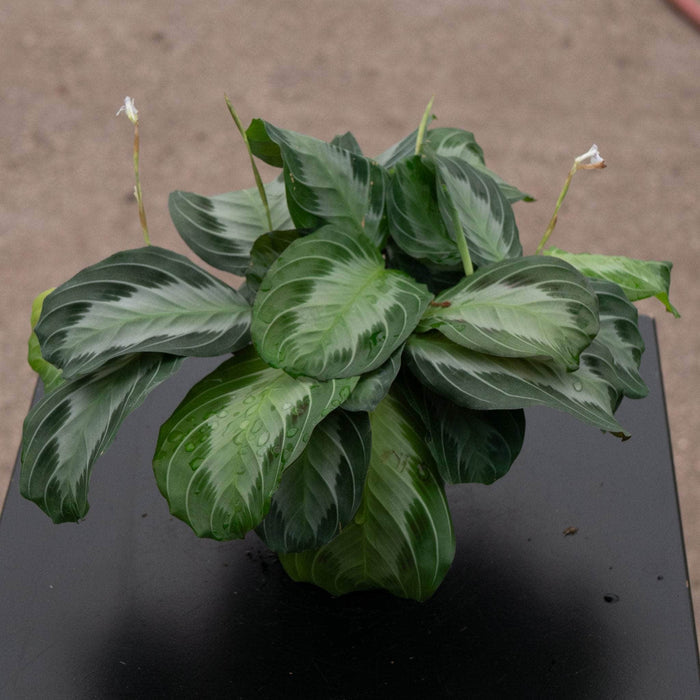 Gabriella Plants Marantaceae 4" Maranta leuconeura 'Silver Band'