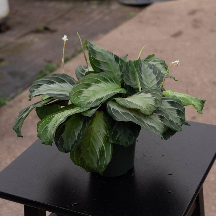 Gabriella Plants Marantaceae 4" Maranta leuconeura 'Silver Band'