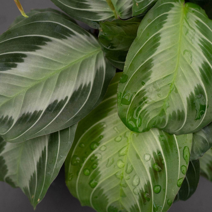 Gabriella Plants Marantaceae 4" Maranta leuconeura 'Silver Band'