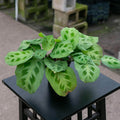 Gabriella Plants Other 4 Maranta leuconeura var. kerchoveana "Green Maranta"