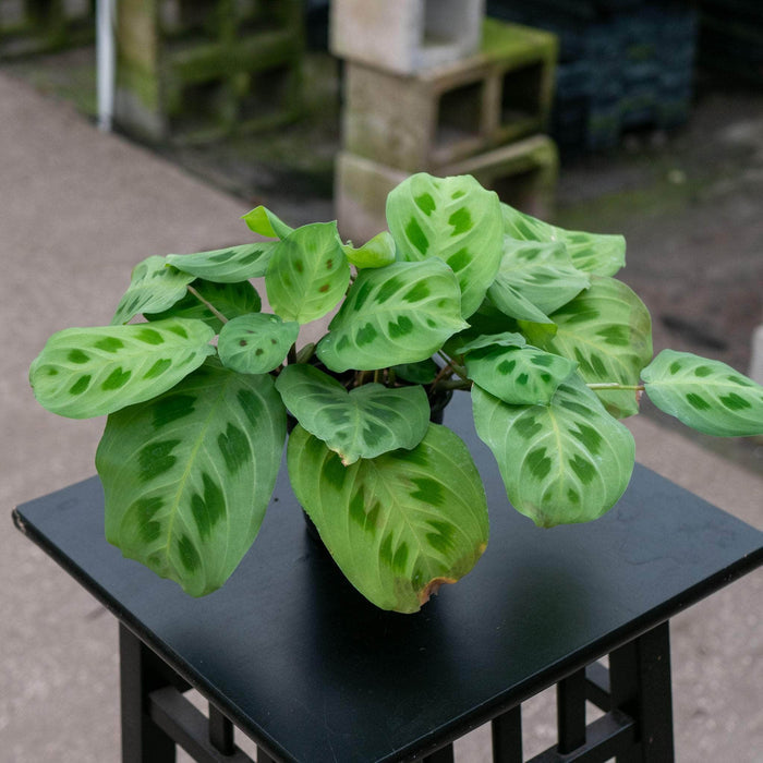 Gabriella Plants Other 4 Maranta leuconeura var. kerchoveana "Green Maranta"