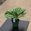 Gabriella Plants Marantaceae 4" Maranta leuconeura var. kerchoveana 'Variegata' 'Beauty Kim'