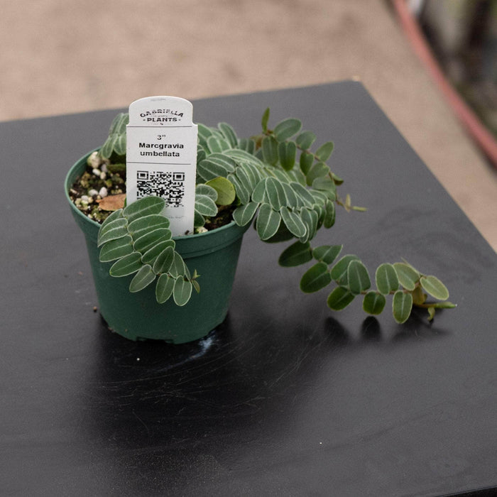 Gabriella Plants Epiphyte 3" Marcgravia umbellata
