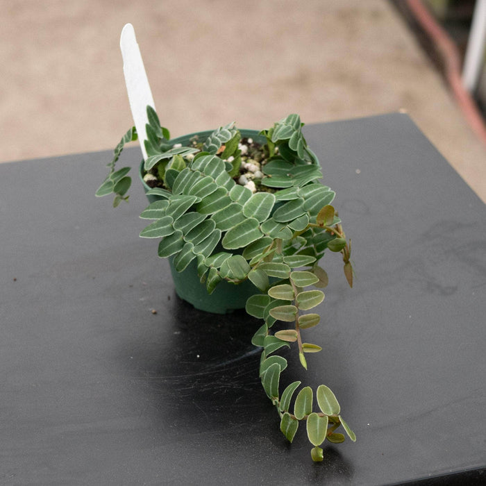 Gabriella Plants Epiphyte 3" Marcgravia umbellata