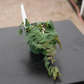 Gabriella Plants Epiphyte 3" Marcgravia umbellata