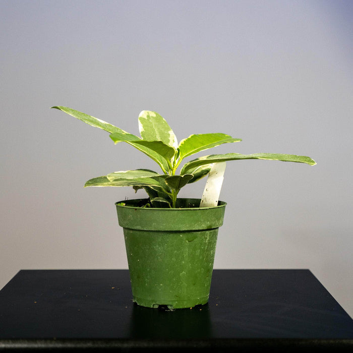 Gabriella Plants Other 4” Marsdenia floribunda ‘Variegata’