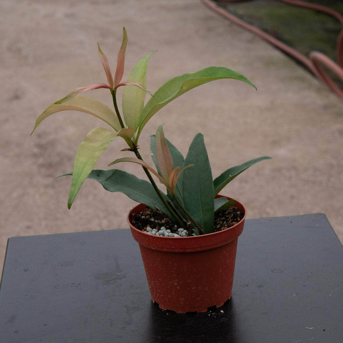 Gabriella Plants Medinilla 4" Medinilla balls-headleyi