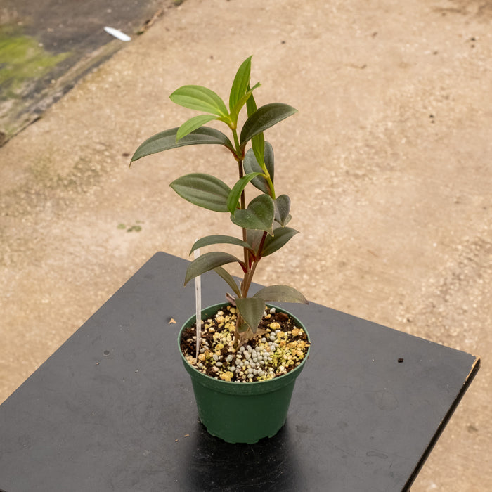 Gabriella Plants Other 4" Medinilla cummingii