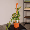 Gabriella Plants Other 5" Hanging Basket Medinilla cummingii