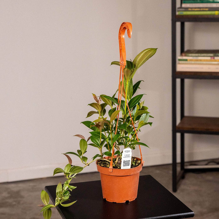 Gabriella Plants Other 5" Hanging Basket Medinilla cummingii