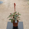 Gabriella Plants Other 5" Hanging Basket Medinilla ‘Gregori Hambali’