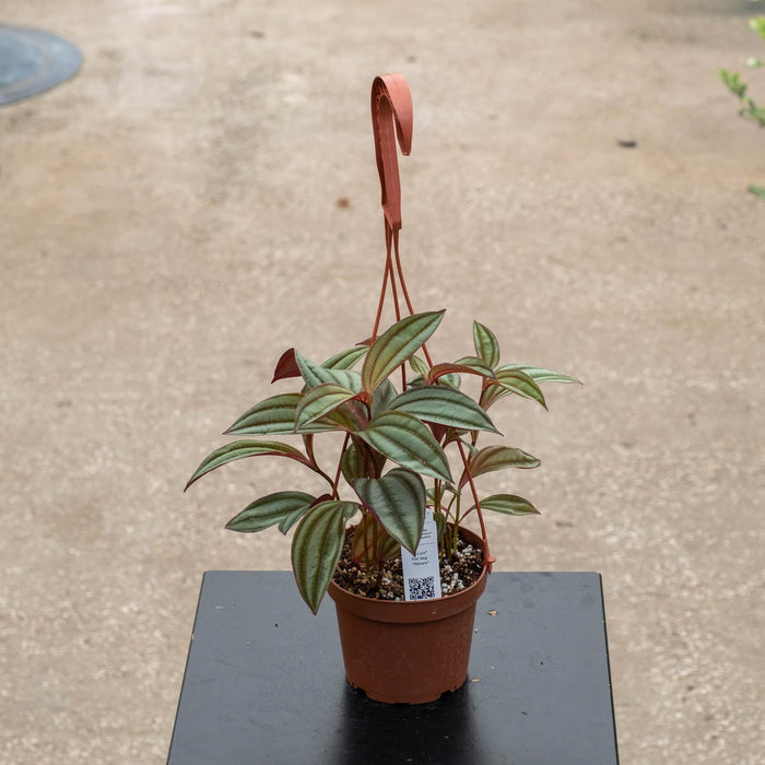 Gabriella Plants Other 5" Hanging Basket Medinilla ‘Gregori Hambali’