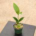 Gabriella Plants Other 4" Medinilla myriantha