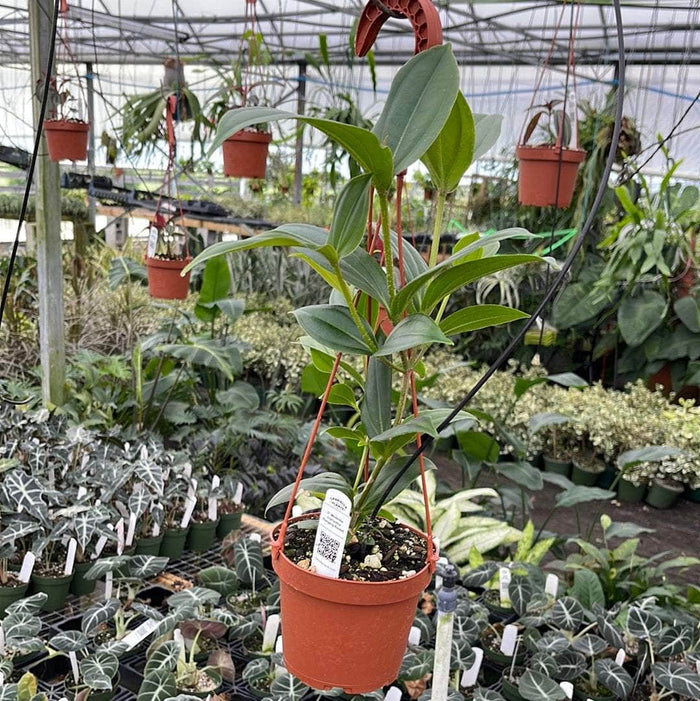 Gabriella Plants Other 5" Hanging Basket Medinilla myriantha