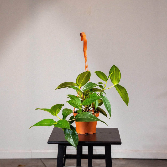 Gabriella Plants Other 5" Medinilla scortechinii Hanging Basket