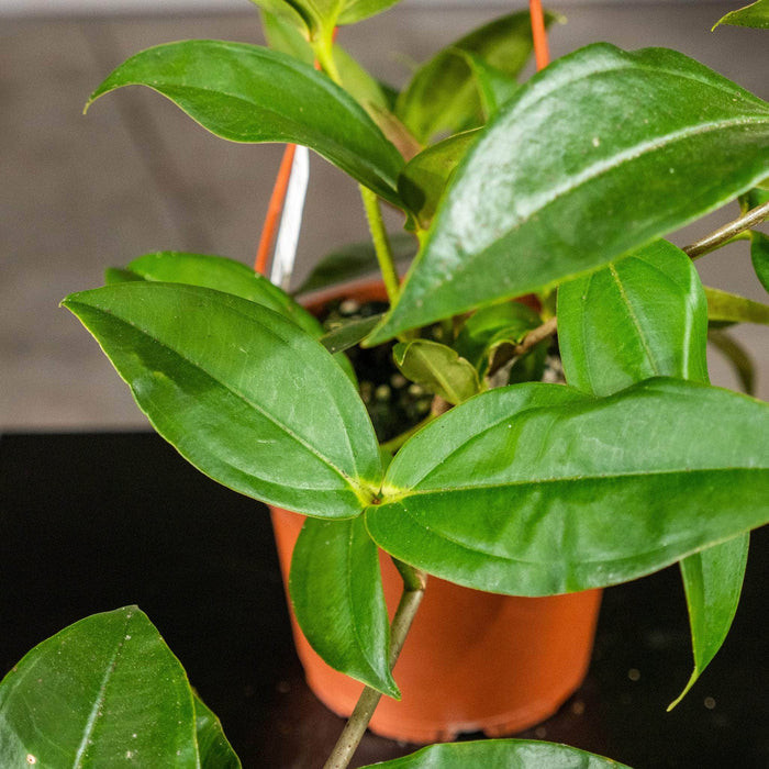 Gabriella Plants Other 5" Medinilla scortechinii Hanging Basket