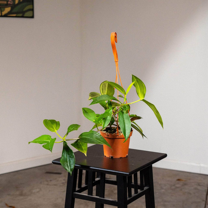 Gabriella Plants Other 5" Medinilla scortechinii Hanging Basket