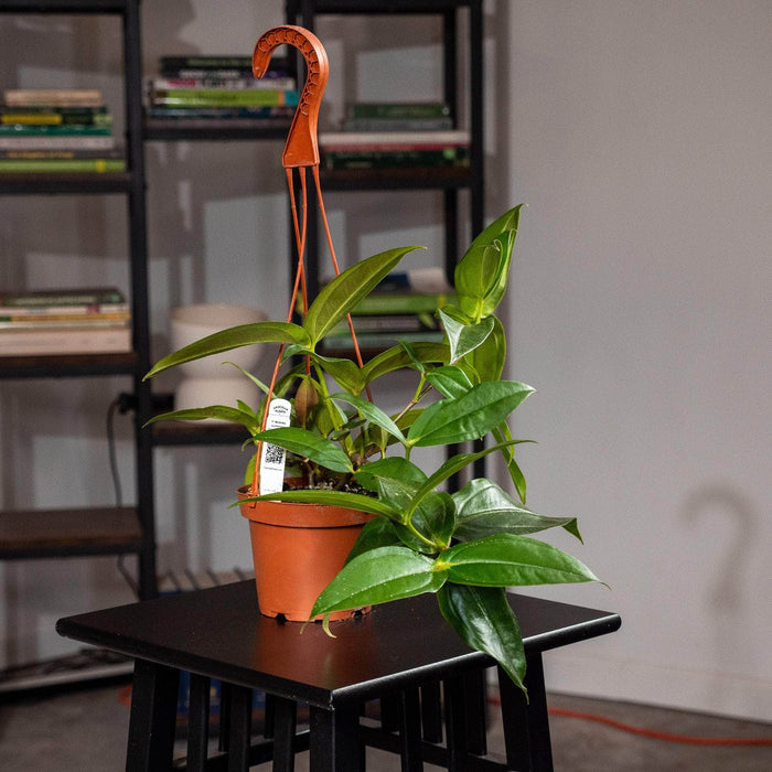 Gabriella Plants Other 5" Medinilla scortechinii Hanging Basket