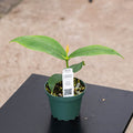Gabriella Plants Indoor & Outdoor Plants 4" Medinilla scortechinii