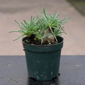 Gabriella Plants Succulent 4" Mesembryanthemum resurgens
