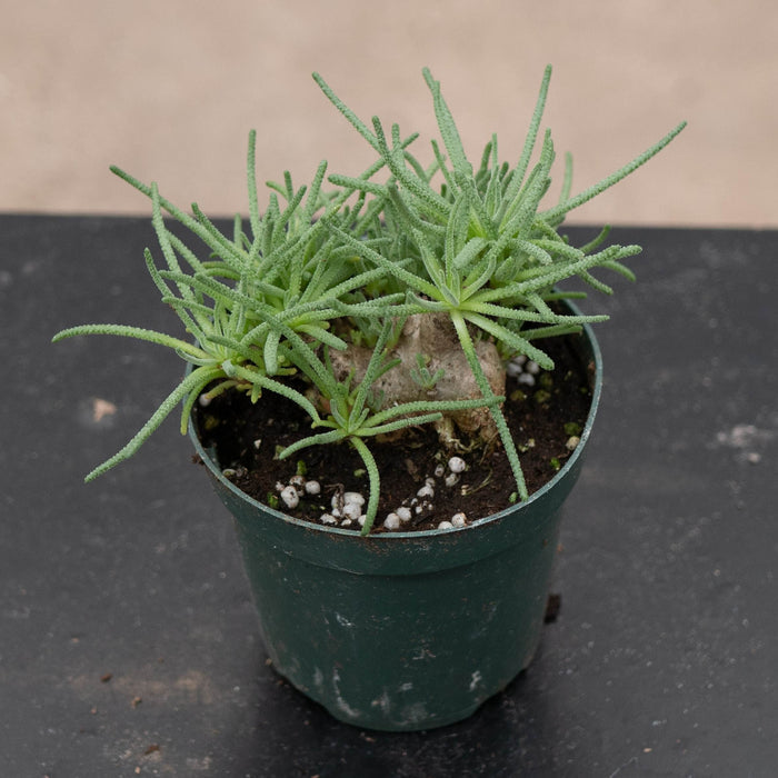 Gabriella Plants Succulent 4" Mesembryanthemum resurgens