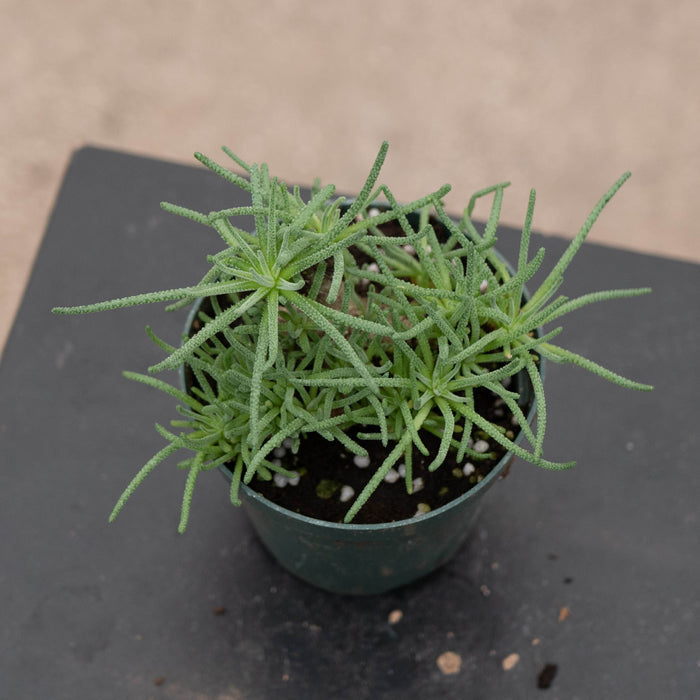Gabriella Plants Succulent 4" Mesembryanthemum resurgens
