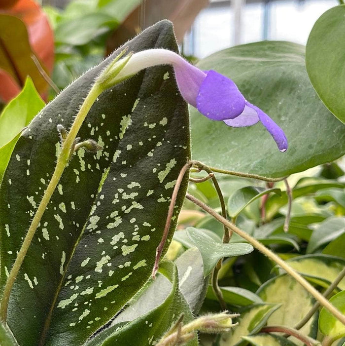 Gabriella Plants Other 4" Michaelmoelleria vietnamensis