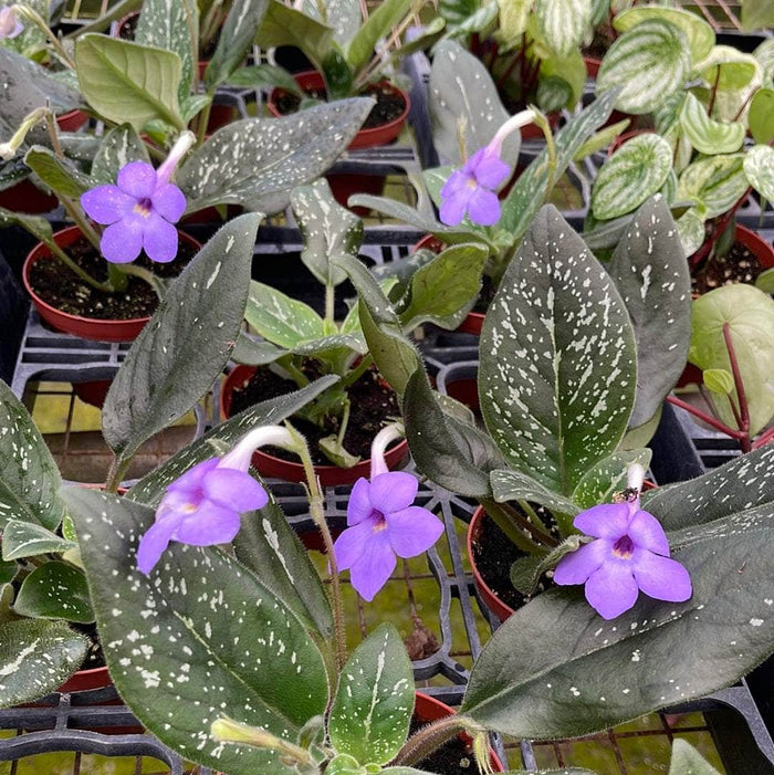 Gabriella Plants Other 4" Michaelmoelleria vietnamensis