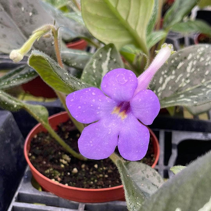 Gabriella Plants Other 4" Michaelmoelleria vietnamensis