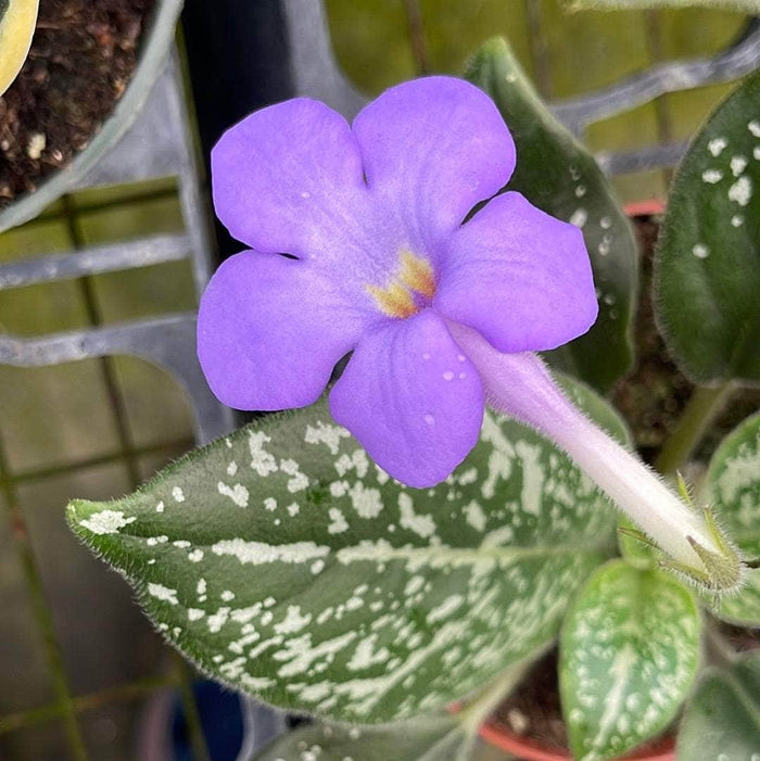 Gabriella Plants Other 4" Michaelmoelleria vietnamensis