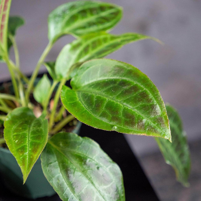 Gabriella Plants Other 4" Monolena primuliflora