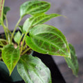 Gabriella Plants Other 4" Monolena primuliflora