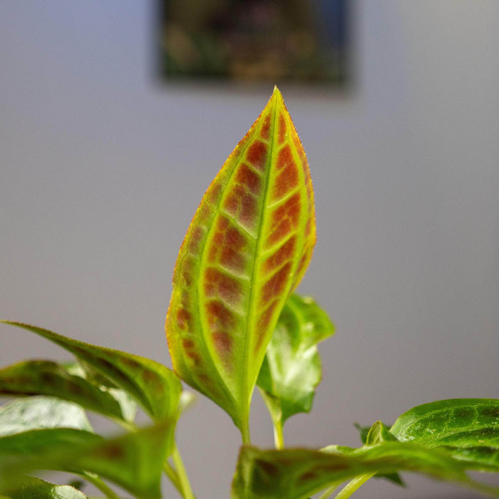 Gabriella Plants Other 4" Monolena primuliflora