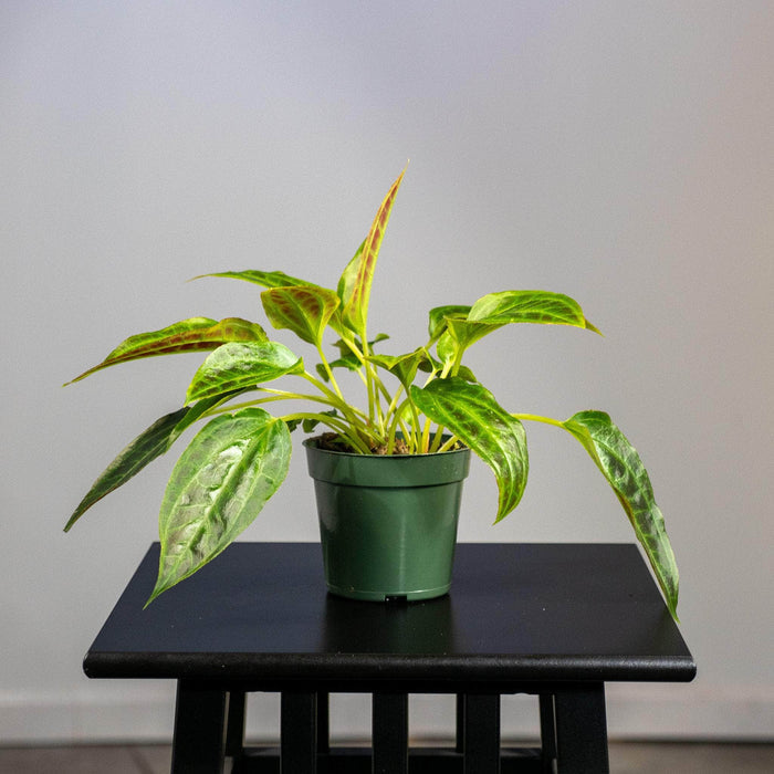 Gabriella Plants Other 4" Monolena primuliflora