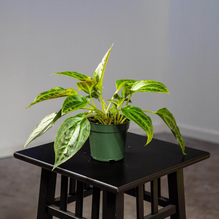 Gabriella Plants Other 4" Monolena primuliflora