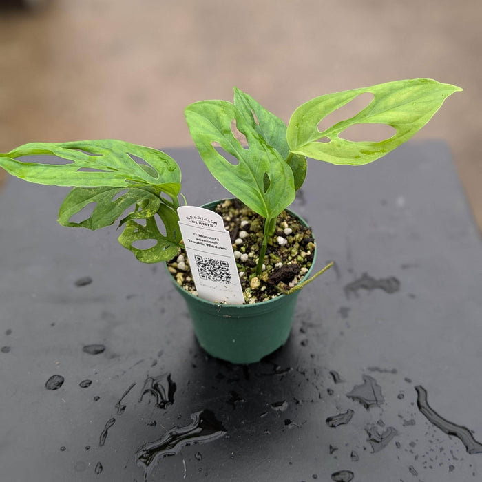 Gabriella Plants Monstera 3" Monstera adansonii 'Double Windows'
